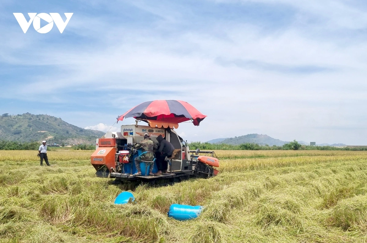 Lúa được mùa được giá nông dân Đắk Lắk phấn khởi đón mùa vàng