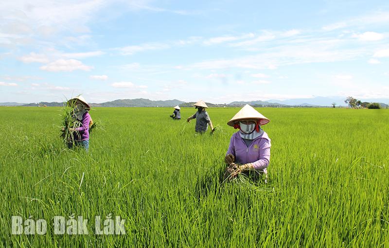 Sức trẻ trên những cánh đồng